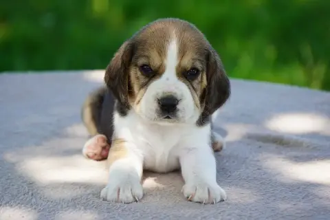 Beagle  Chiot N°6 Forgiveness American Dog