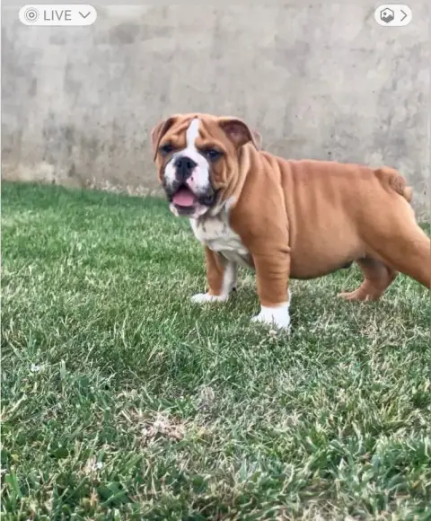 Bulldog Anglais  Balzac Du Royaume De Goban