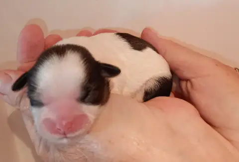 Shih Tzu  Chiot 5 Du Domaine Des Plaines D'Argent