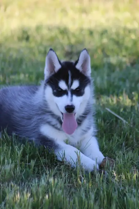 Siberian Husky  Chiot N°1 Of Wolf Siberian Song photo 2