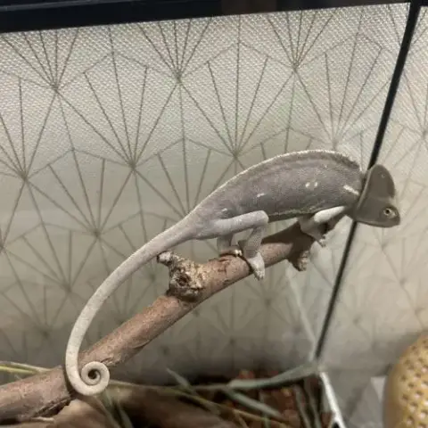 Caméléon Casqué Du Yémen (Femelle) + Accessoires