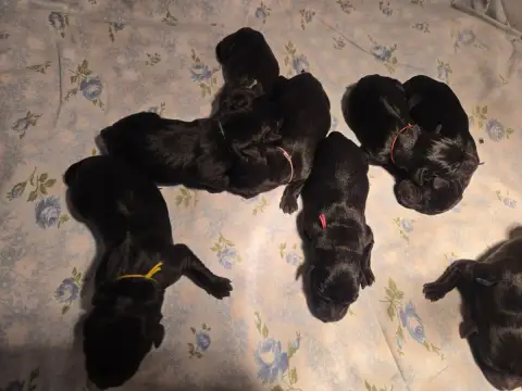 Labrador Retriever  Chiot 2 D'Aspe & D'Ossau