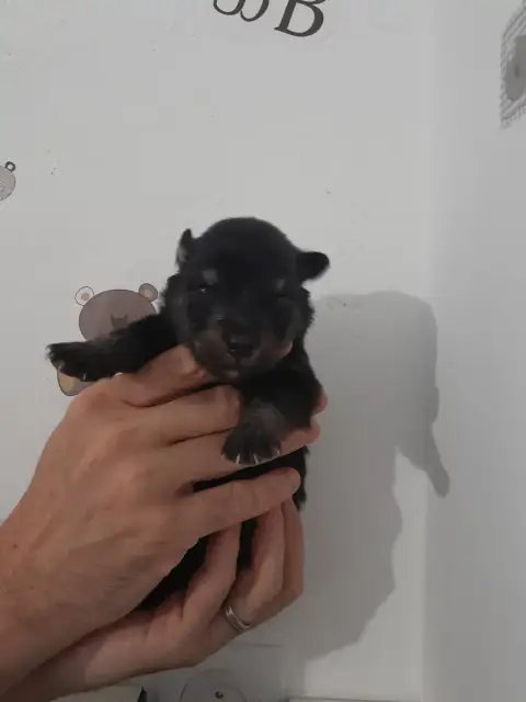 Chien Finnois De Laponie  Chiot N°7 Les Etoiles De Cl 2612f