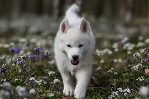 Siberian Husky  Boreas Ymir Siberian Southeast photo 3