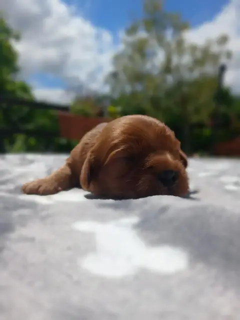 Cavalier King Charles Spaniel  Chiot N°2 Des Merveill b73c3