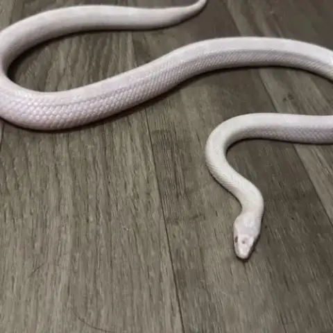 Serpent Des Blés
