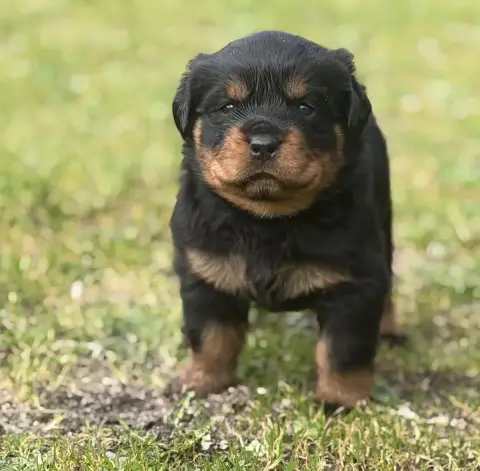 Rottweiler  Chiot N°2 Du Clos De La Citadelle
