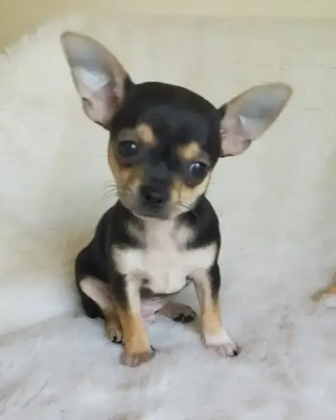 Chihuahua  Benito De Quentin De La Tour