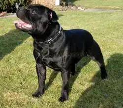 Staffordshire Bull Terrier photo 2