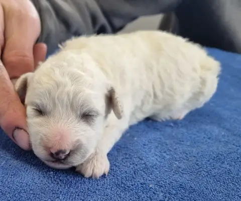 Bichon Frise  Chiot N°1 Des Hirondelles Du Voyage photo 3