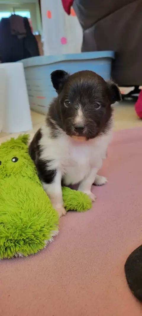 Shetland Sheepdog  B..... Des Molosses De Timoulys