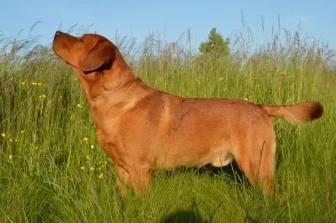 Labrador Retriever  Collier Jaune Du Bois De L'Ayade 15581 photo 3