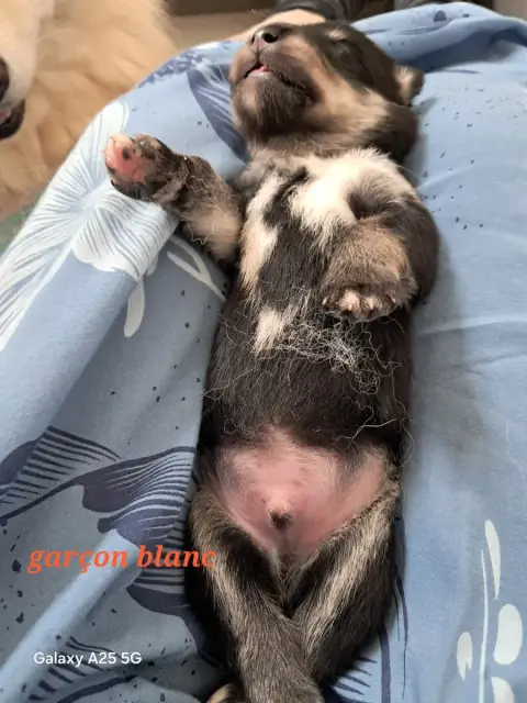 Chien Finnois De Laponie  Chiot