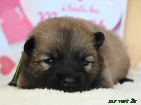 Eurasier  Chiot 4 Des Legendes De Retz photo 3