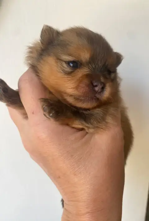 Spitz Allemand  Chiot 2 Du Royaume Des Poilus