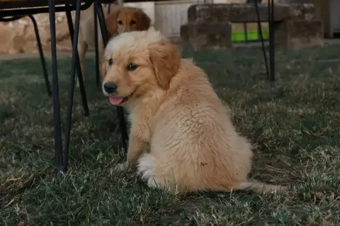 Golden Retriever  Noir