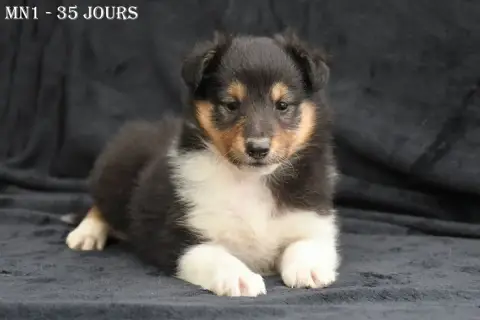 Shetland Sheepdog  Mn1 -