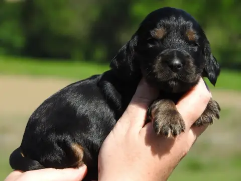 Cocker Spaniel Anglais  Mâle Noir Et Feu Du Clos De L bce43