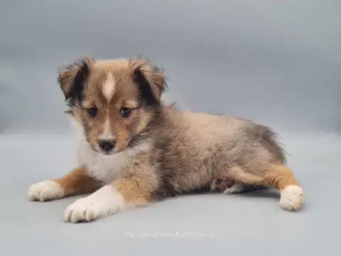 Shetland Sheepdog  Bélénos Du Mont De La Chenaie photo 3