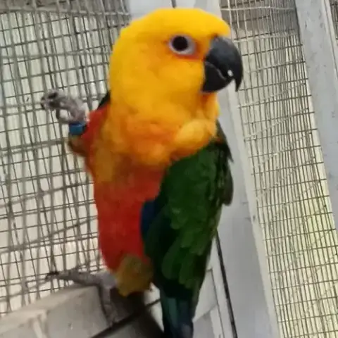 Conure Jendaya