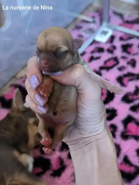 Chihuahua  B De La Nurserie De Nina