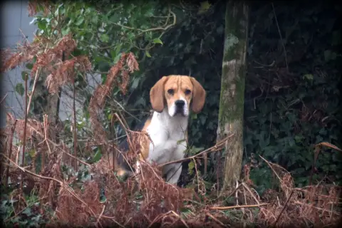 Beagle  Beurre Salé De La Vallée Caid photo 2