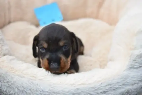 Teckel Poil Dur  Chiot N°4 Du Domaine Du Brame photo 2
