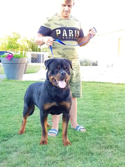 Rottweiler  Chiot 1 Der Wachter Von Vesta photo 2