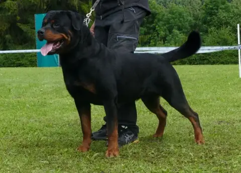 Rottweiler  Buck De La Tribu De Rottweil photo 2