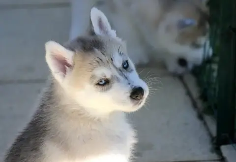 Siberian Husky photo 3