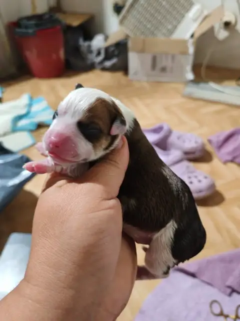 Staffordshire Bull Terrier  Chiot 5 Spirit Wolf Addic b18e7