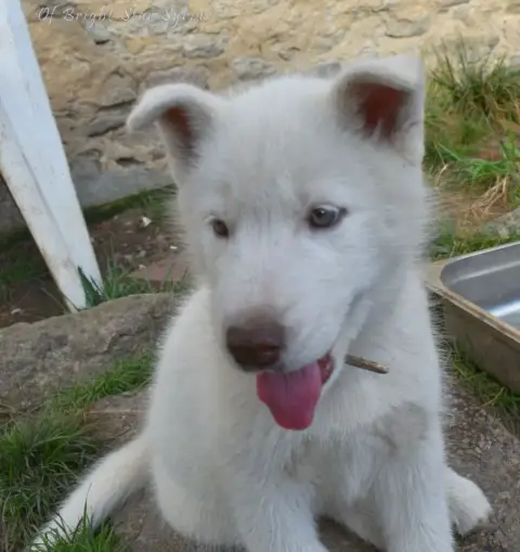 Siberian Husky  Astarion Of Bright Star Syrius photo 2