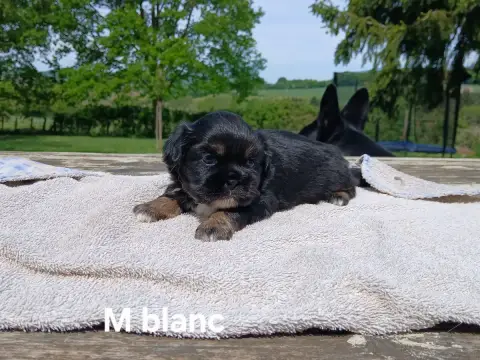 Epagneul Tibetain  Chiot Cordon Blanc De La Légende D 7b7b3 photo 2