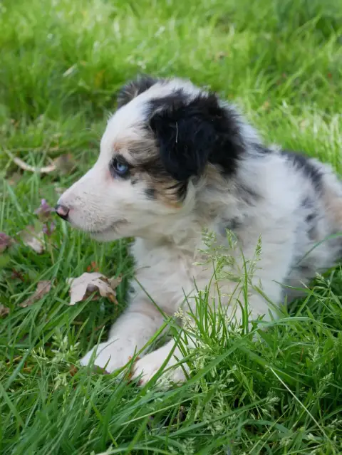 Border Collie  Bianca photo 2