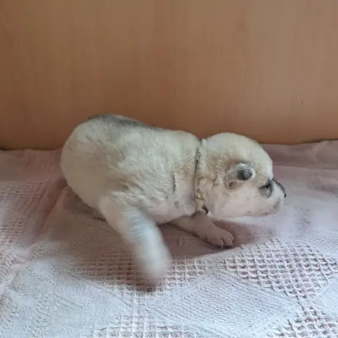 Siberian Husky  Chiot Collier Blanc Of Wolves Childre 507ca