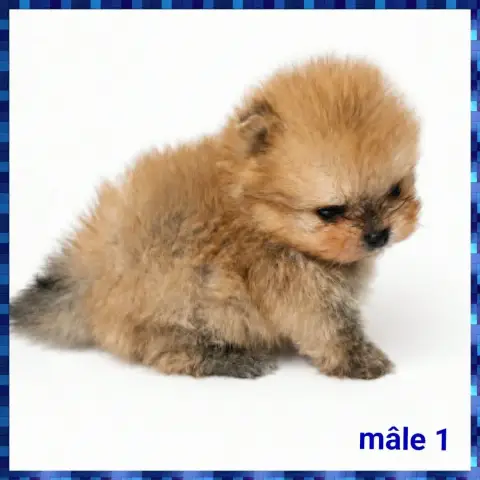 Spitz Allemand  Chiot N°1 photo 2