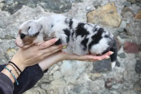 Berger Australien  Chiot 4 De La Vallée De L'Hyrome 2c125 photo 2