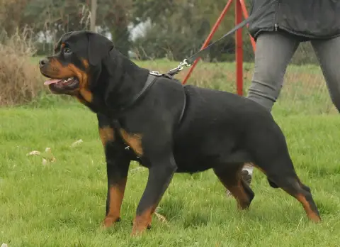 Rottweiler  Chiot N°3 Des Légendes D'Irac photo 3