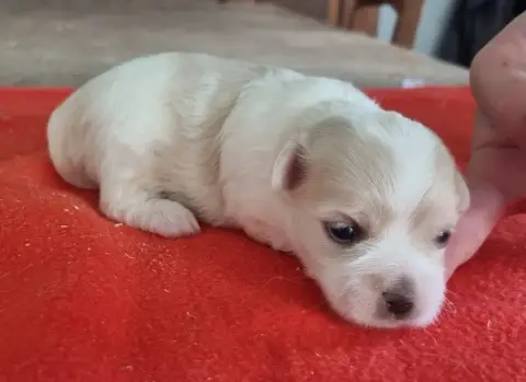 Coton De Tulear  Chiot N°2 Des Hirondelles Du Voyage ef2db photo 2