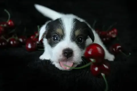 Parson Russell Terrier  Chiot 5 Des Very Important Pa 70dd2 photo 3
