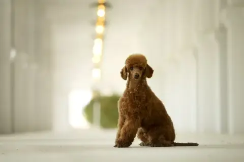 Caniche  Chiot N°3 De L'Angelarde photo 3