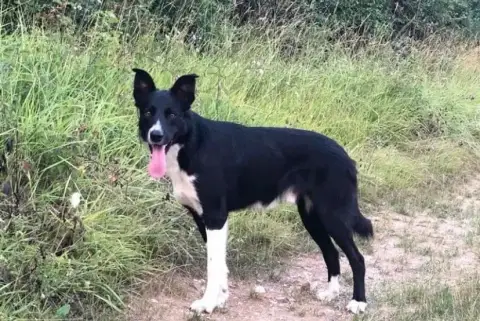Border Collie  Black photo 2