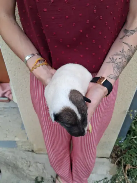 Fox Terrier Poil Lisse  Chiot N°2 Des Meneurs D'Arieg 8d111