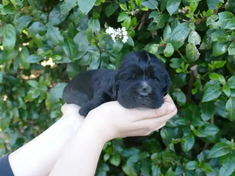 Cocker Spaniel Anglais  Chiot N°5