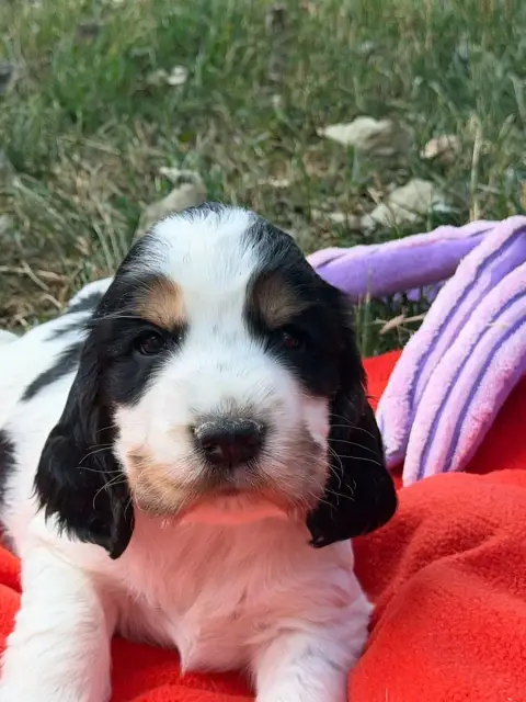 Cocker Spaniel Anglais  Chiot N°1 Du Moulin De Madjur fd9a1
