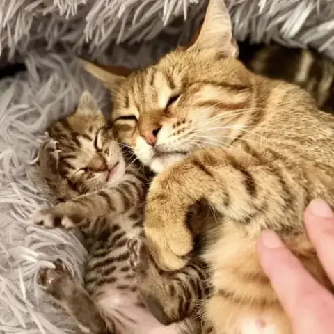 Chat Hestia À L Adoption