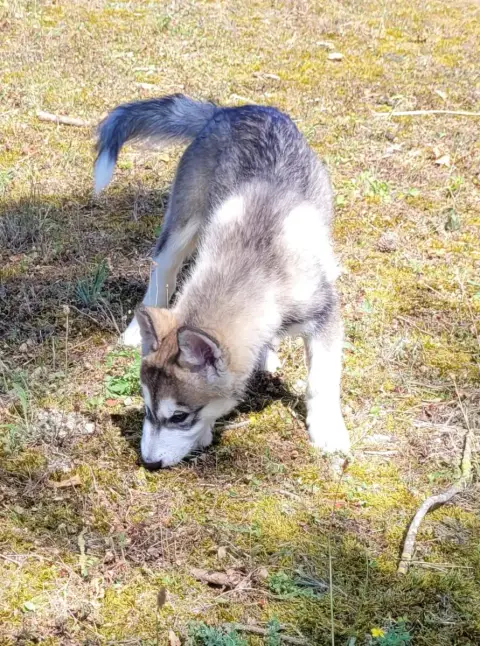 Alaskan Malamute 
                        Bagel Des M 7f2bd photo 2