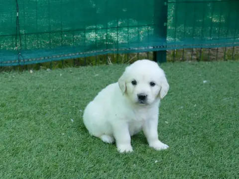 Golden Retriever photo 2