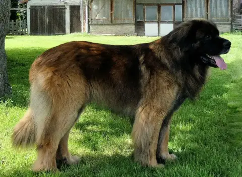 Leonberger  Chiot 4 Nagybobanya photo 2