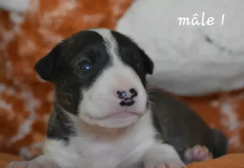 Bull Terrier photo 3